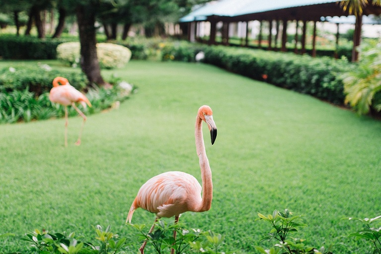 Hochzeitsfotograf Landshut in der Domrep - Sevi Koch 